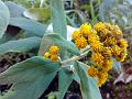 Fragrant Inula